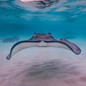 Photo Underwater drone