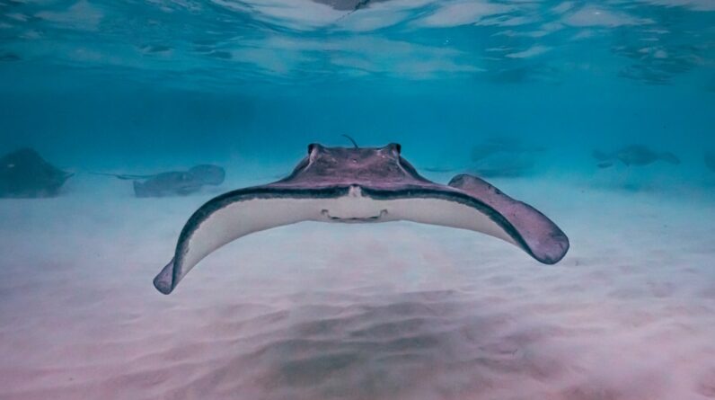 Photo Underwater drone