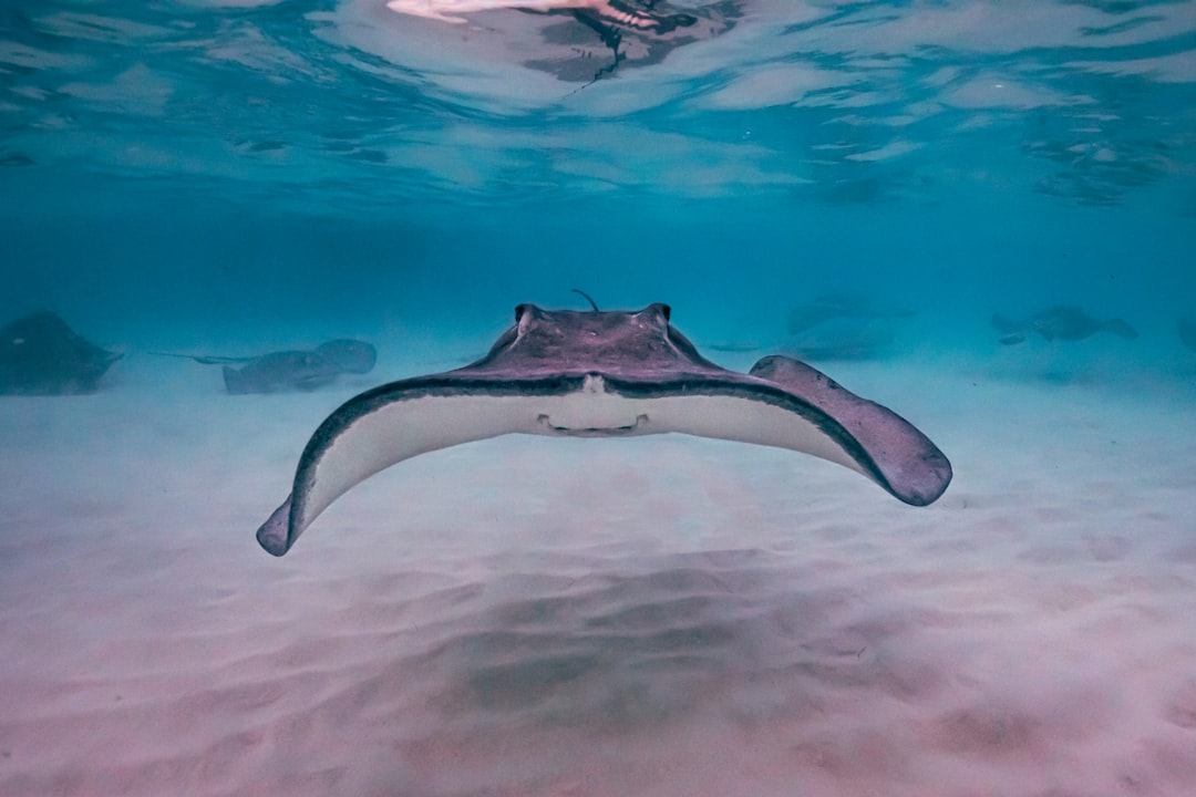 Photo Underwater drone