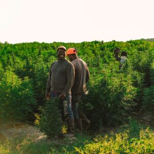 Photo Tree planting