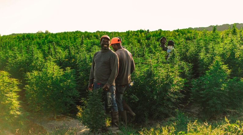Photo Tree planting