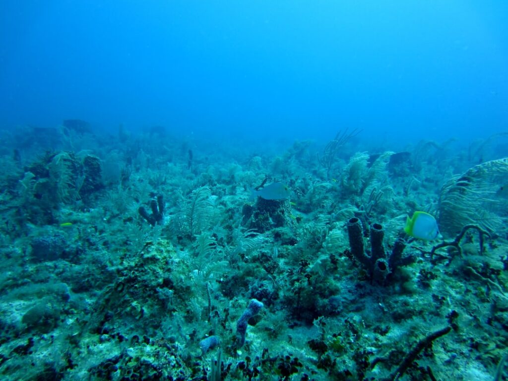 Photo Marine algae