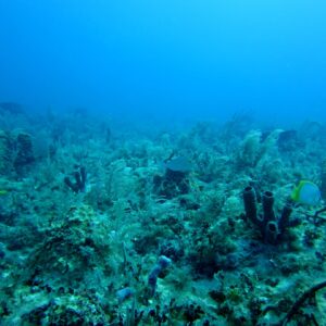 Photo Marine algae