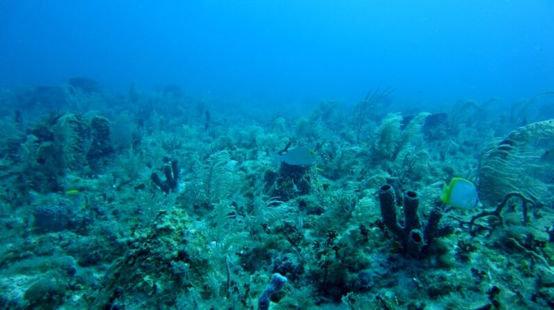 Photo Marine algae