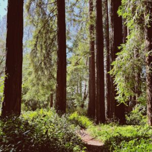 Photo Lush forest