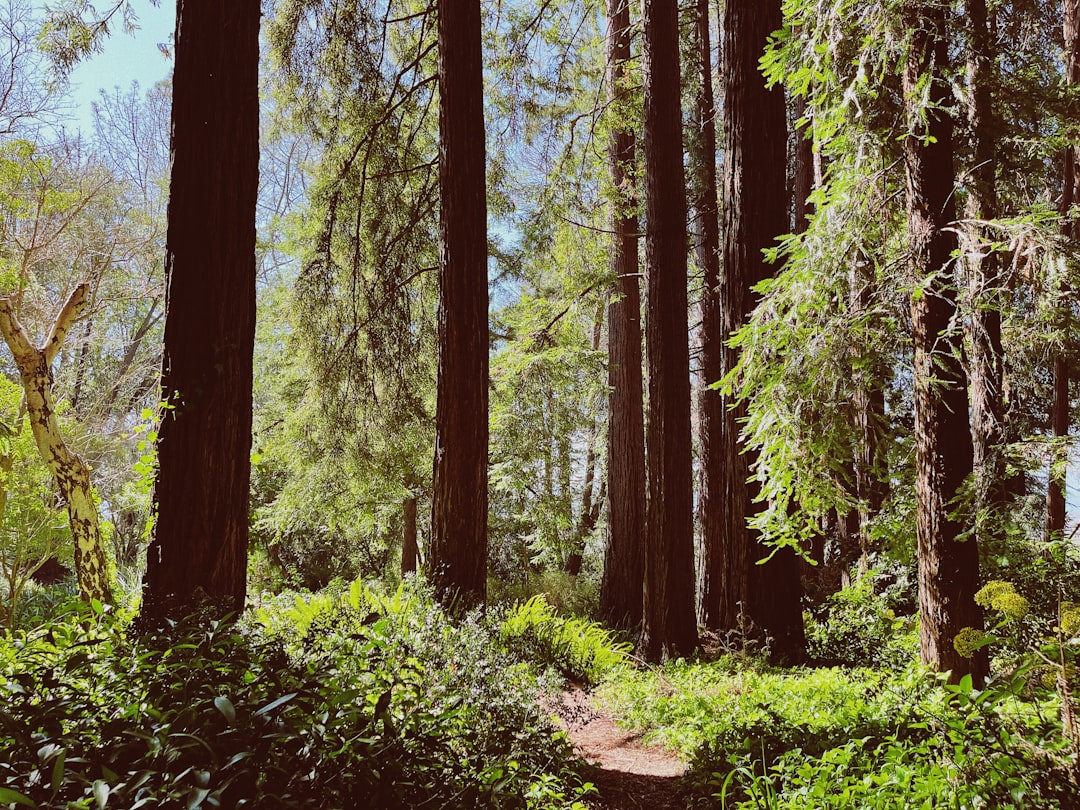 Photo Lush forest