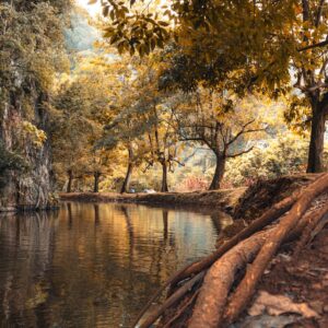 Photo Forest plantation