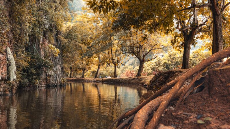 Photo Forest plantation