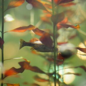 Photo Underwater forest