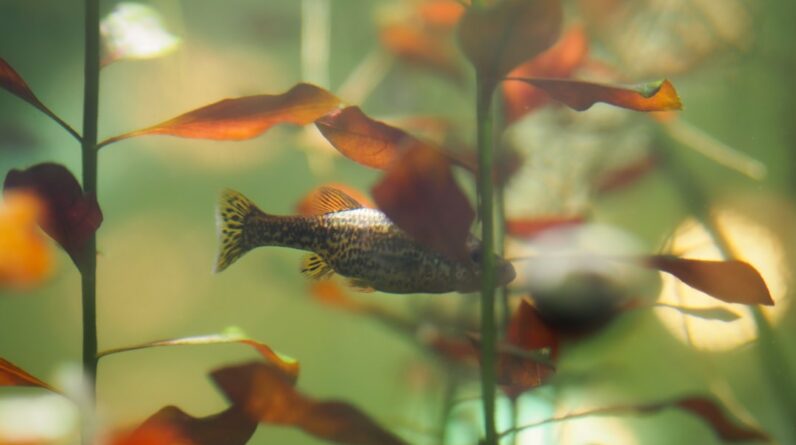 Photo Underwater forest