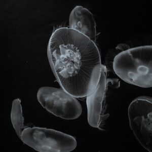 Photo Phytoplankton bloom