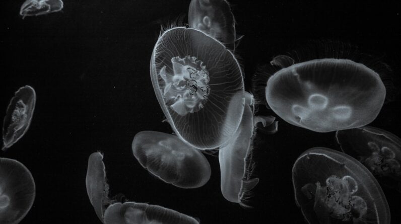 Photo Phytoplankton bloom
