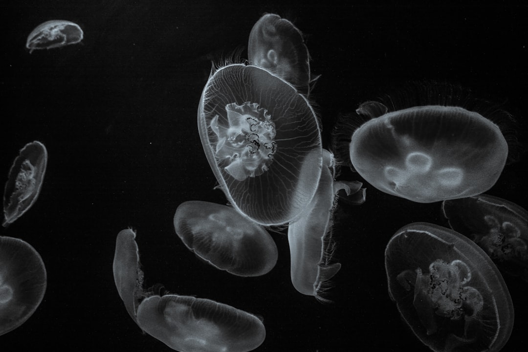 Photo Phytoplankton bloom