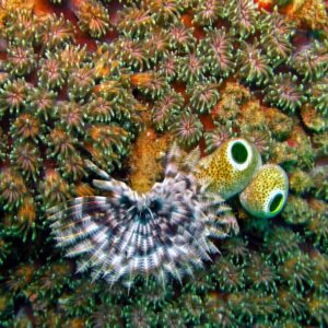 Photo Diverse marine life