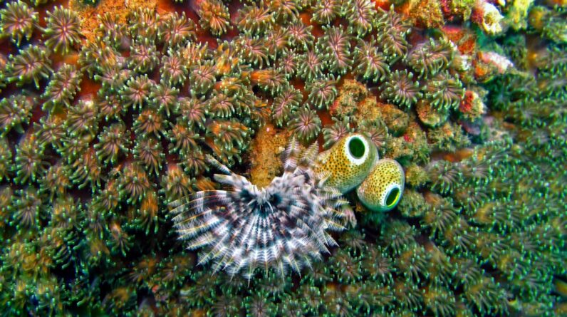 Photo Diverse marine life