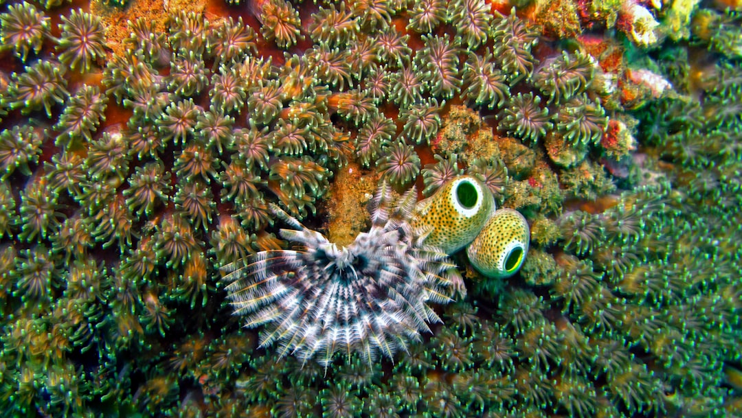 Photo Diverse marine life