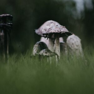 Photo Fungi and Drones