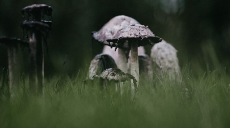 Photo Fungi and Drones