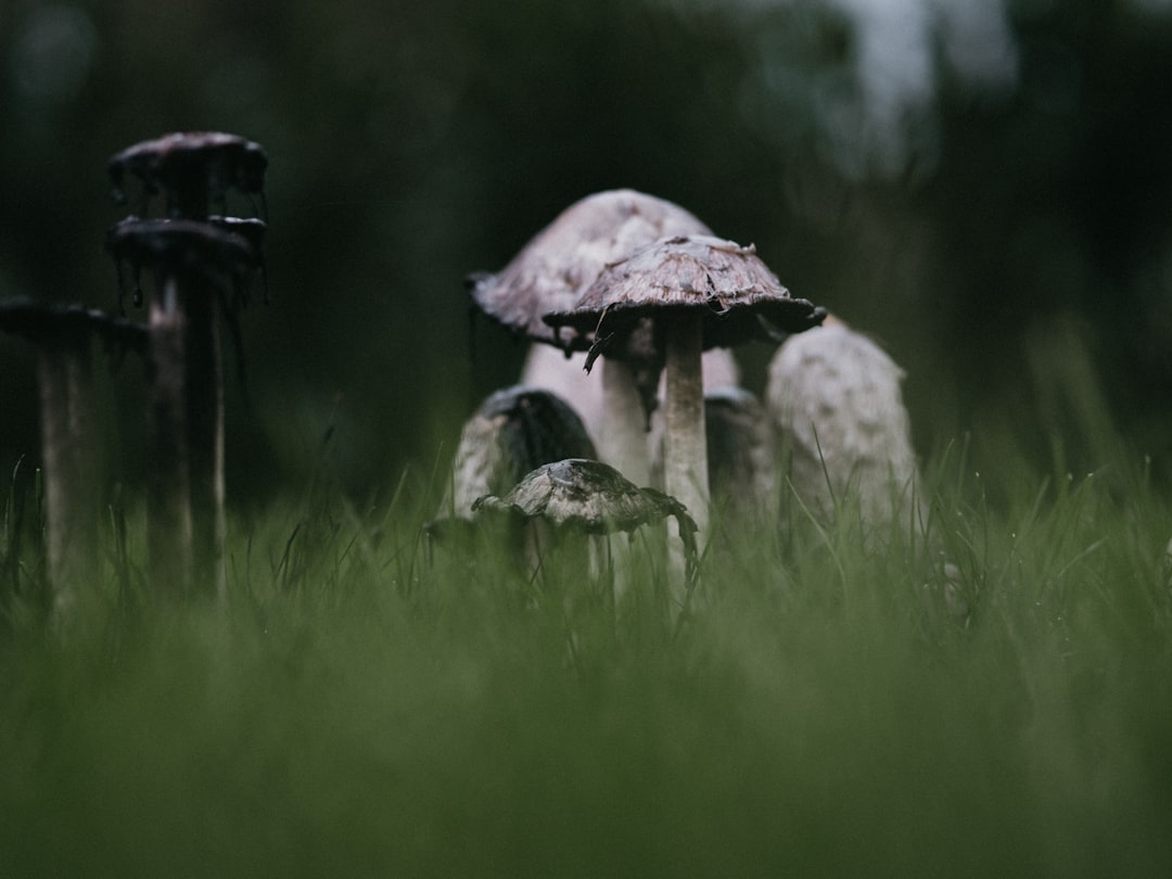 Photo Fungi and Drones