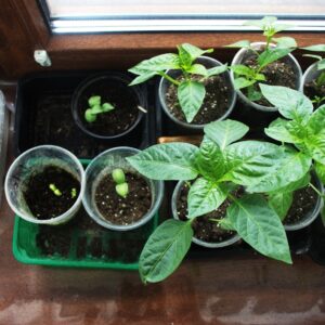 Photo Diverse seedlings