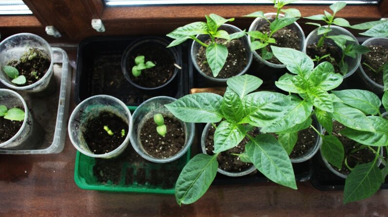 Photo Diverse seedlings