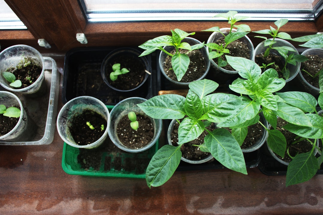 Photo Diverse seedlings