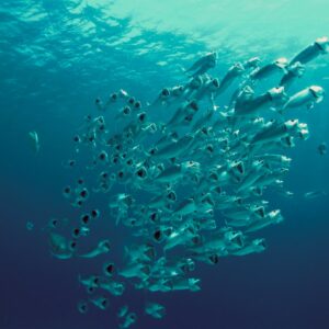 Photo Ocean Advocates