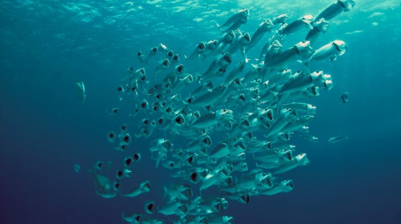 Photo Ocean Advocates