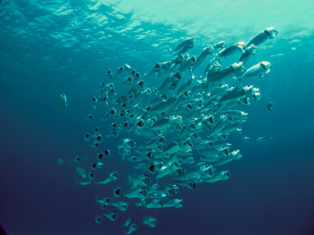 Photo Ocean Advocates