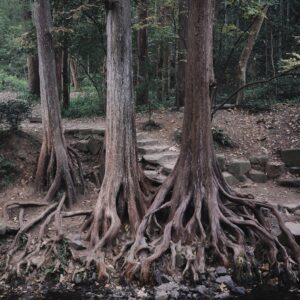 Photo Disrupted ecosystems