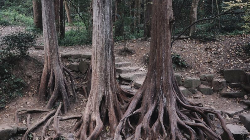 Photo Disrupted ecosystems