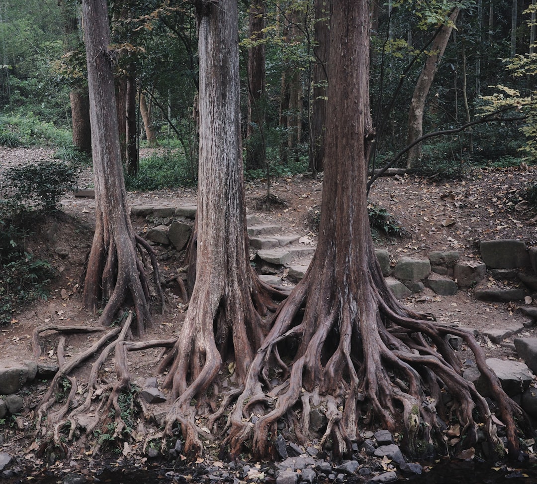 Photo Disrupted ecosystems