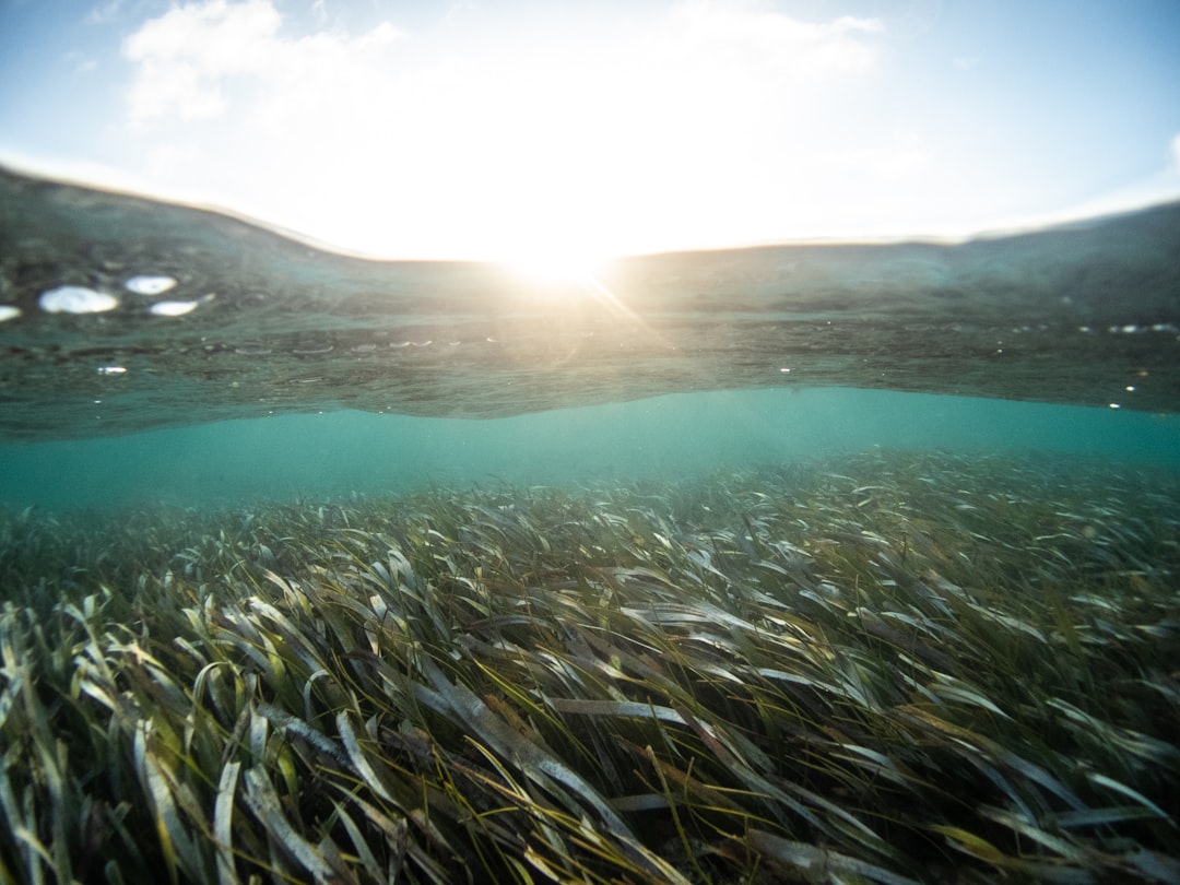 Photo Ocean conservation