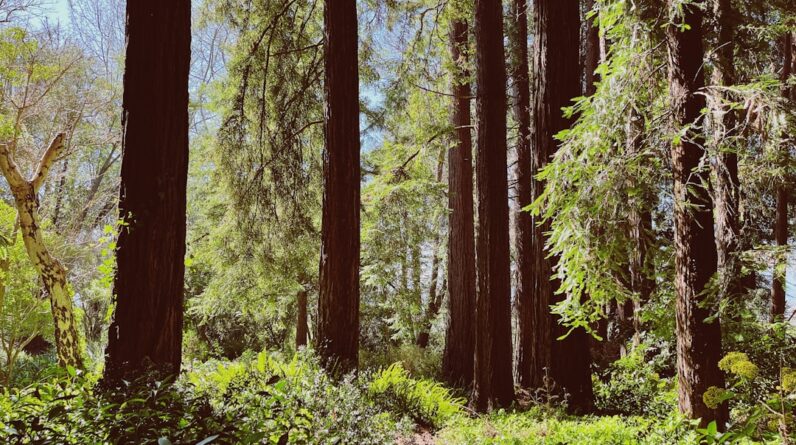 Photo Lush forest