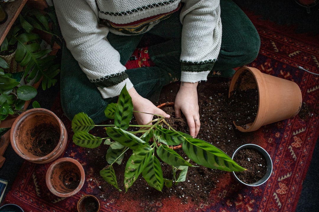 Photo Forest regeneration