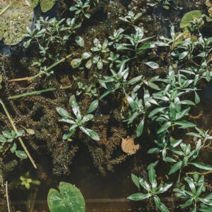 Photo Planting Seagrass