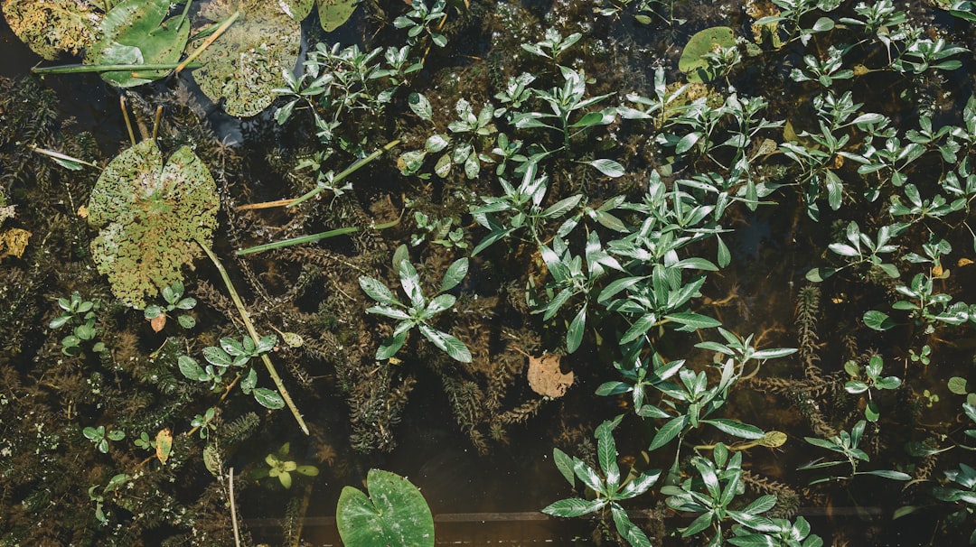 Photo Planting Seagrass