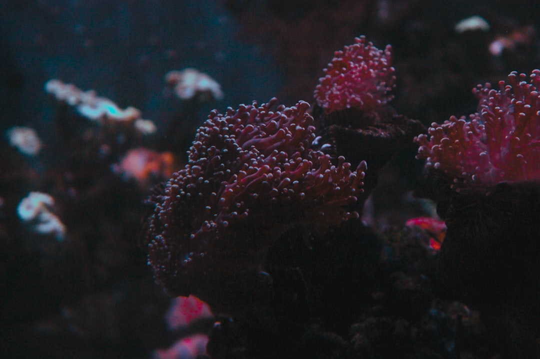 Photo Dying coral reef