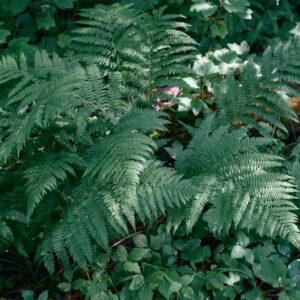 Photo Lush forest