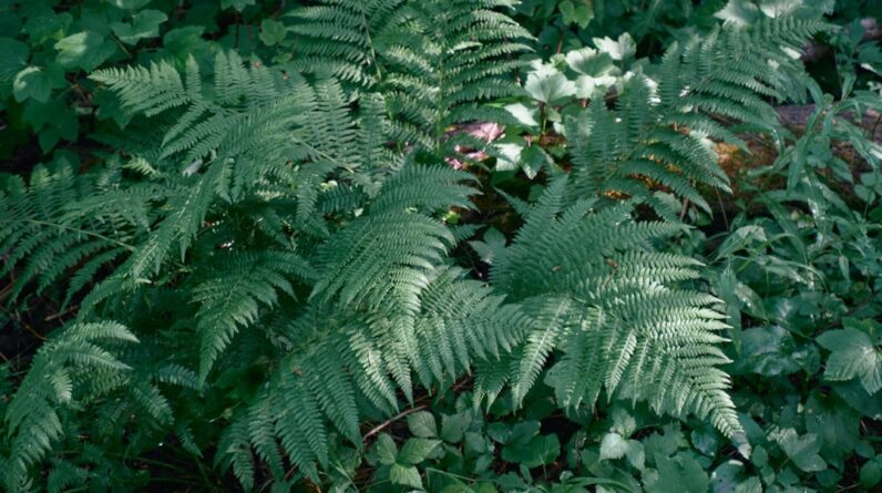 Photo Lush forest