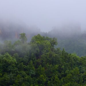 Photo Rainforest canopy