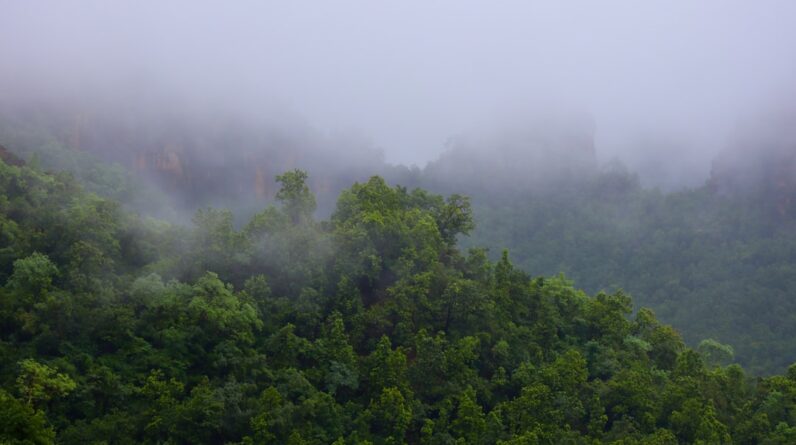 Photo Rainforest canopy
