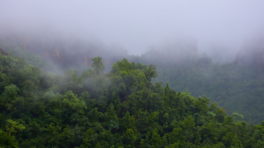 Photo Rainforest canopy
