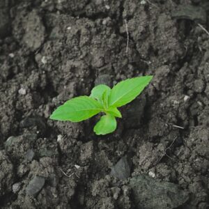 Photo Tree planting