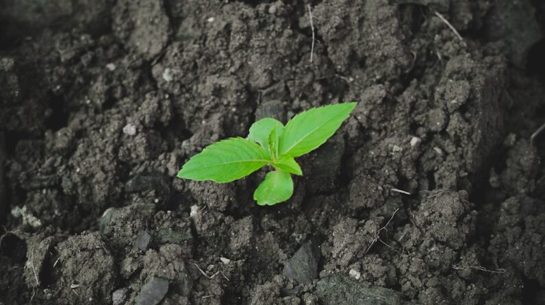 Photo Tree planting