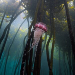 Photo Kelp forest