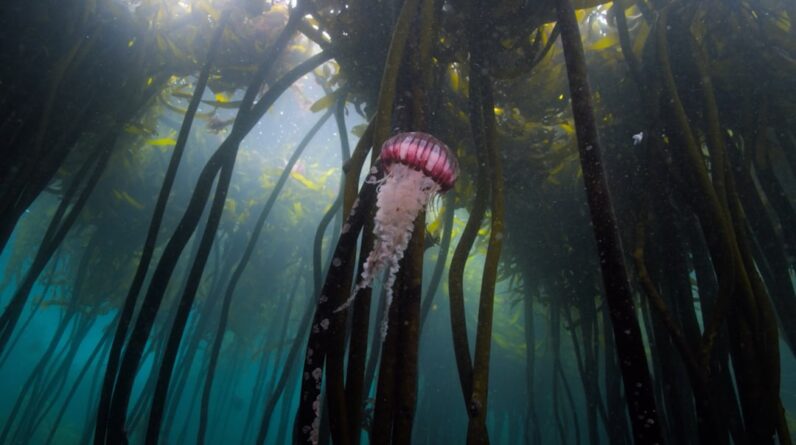 Photo Kelp forest