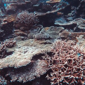 Photo Dying coral reefs