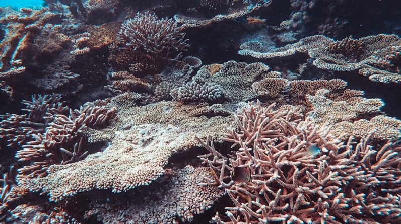 Photo Dying coral reefs