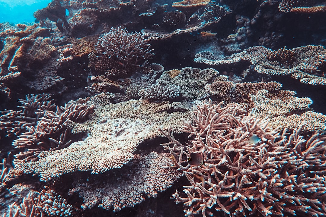 Photo Dying coral reefs
